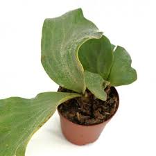 Image result for Platycerium elephantotis