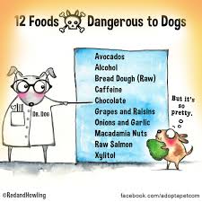 Pin By Red And Howling On Red And Howling Dangerous Foods For Dogs Caffeine Chocolate Raw Salmon