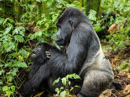 Viral Video Captures Two Gorillas Having Oral Sex At A Zoo Before Kids And  Parents