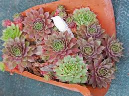 Qui, nella vendita piante da frutto, puoi comprare piantine online: Fioriere Con Piante Grasse Decorate Con Cusci Di Frutti Di Mare Paula Narvaez Chile Exministra Narvaez Deja Chile Por Visualizza Altre Idee Su Piante Grasse Piante Giardinaggio In Piccoli Contenitori Nidji