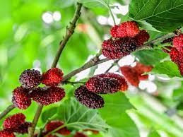 2 best mulberry tea reviews. Mulberry Tree Plant Care Growing Guide