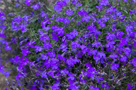 Image result for lobelia
