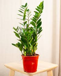 Image result for Zamiokulkas Zamioculcas