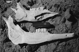 It does not impact the hard drive of the computer but runs a certain program. Avian Carnivore Ungulate And Effects On Bone Springerlink
