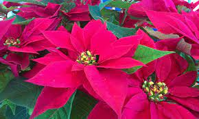 All About Poinsettias Poinsettia Plants Christmas Paintings