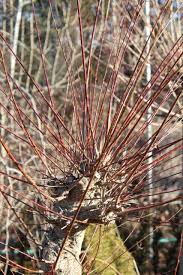Dappled Willow In Winter Dappled Willow Dappled Willow Tree Garden Journal