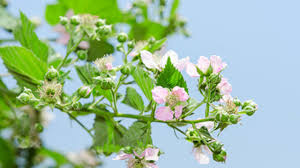 This new growth is often referred to as suckers. Red Raspberry Herbal Ally Strengthens And Tones The Heart Respiratory Tract And Reproductive System Vitality Magazine