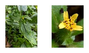 Image result for Synedrella nodiflora