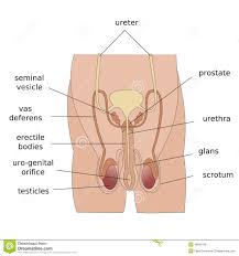 Male Reproductive System Download From Over 53 Million High Quality Stock Photos Images Vectors Sign Up Reproductive System Male High Quality Stock Photos