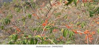 Image result for Woodfordia