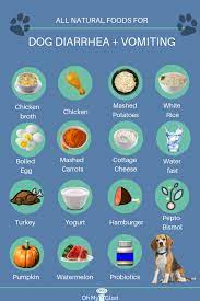 What Dog Owners Ought To Know About Dog Food Allergy Diet Foods Dogs Can Eat Dog Food Recipes Dog Food Allergies