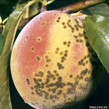 Check spelling or type a new query. Peach Diseases Home Garden Information Center