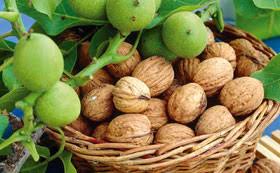 Maybe you would like to learn more about one of these? Fruit Trees Thompson Morgan