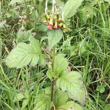 Image result for Crassocephalum rubens