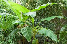 Based on their sustainability, plant fibers such as. Musa Basjoo Japanese Or Hardy Banana Bbc Gardeners World Magazine