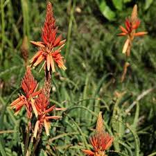 Image result for Aloe inyangensis