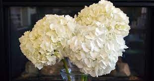 After the blooms have graced your garden for several weeks the petals will start to feel papery and shift in color. Pin On Yard