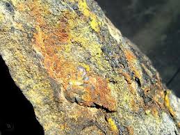 Depending upon ore shipment schedules, it is desirable to operate the crushing and sampling sections on a 7½ hour per day basis. Uranium Ore Uraninite Mineral 1 5kg 3 3lb Emery County Ut Geiger Test Source 469742297