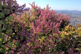 Image result for Portulacaria