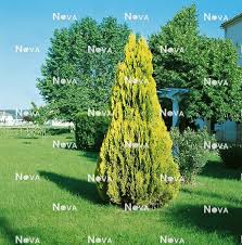 Image result for Platycladus orientalis