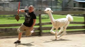 Both words in one sentence. Angry Llama Alpaca Hybrid Attacks Man Youtube