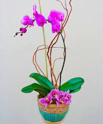 Los angeles' premier florist since 1978 flower delivery la, across town or across the nation! Palos Verdes Estates Florist And Flower Shop French Florist