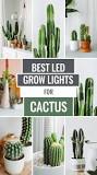 6 Best LED Grow Lights for Cactus: Optimize Growth and Health