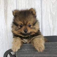 Victoria Pomeranian Puppy 572420 Puppyspot Pomeranian Puppy For Sale Labrador Puppy Puppies