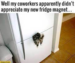 My Coworkers Apparently Didn T Appreciate My New Fridge Magnet Trapped Cat Stuck In Fridge Starecat Com