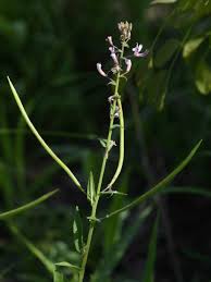 Image result for Cleome monophylla