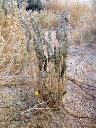 Image result for Schmidtia kalahariensis