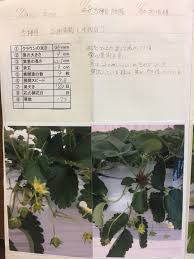 苺の花ことばの苺の管理の仕方について ハウス園芸における環境制御の考え方 いちご苗の調査の仕方