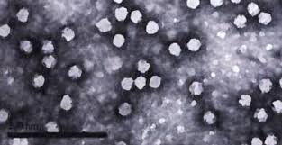 Image result for Black 1997 AAV