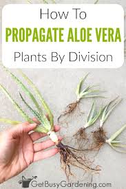 If you have an aloe vera plant or are considering getting one then you need to be prepared for aloe vera babies. How To Propagate Aloe Vera By Division Get Busy Gardening