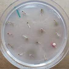 No chemical sprays required when you put nematodes to work in. Pdf Managing Bees For Delivering Biological Control Agents And Improved Pollination In Berry And Fruit Cultivation