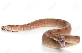 I use this video to show off and. Hypo Central American Boa Boa Constrictor Imperator Isoliert Auf Weissem Hintergrund Lizenzfreie Fotos Bilder Und Stock Fotografie Image 4314162