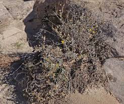 Image result for Barleria heterotricha