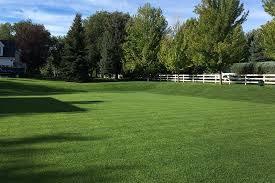 Maybe you would like to learn more about one of these? Colorado Blue Sod Green Valley Turf Residential