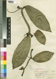 Image result for Vanilla polylepis