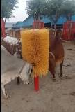 Cow Grooming Brushes at ₹ 8500/piece | Cow Brushes in Pune ...