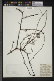 Image result for Cissus cucumerifolia