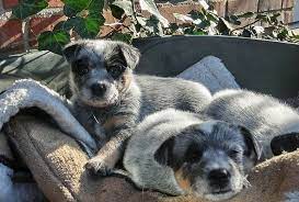 But that doesn't mean they can't be fun, cute or a bit silly too. Australian Cattle Dog Aka Blue Heeler Puppies The Ultimate Guide For New Dog Owners The Dog People By Rover Com
