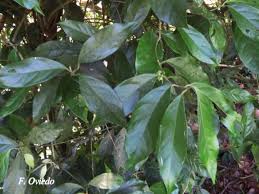 Image result for Monimiaceae