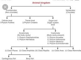 write down the flowchart of classification of animalia