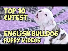 Search for bulldog puppies with us. Top 10 Cutest English Bulldog Puppy Videos Youtube