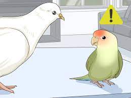 4 Ways To Keep Doves Entertained Wikihow