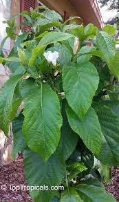Image result for Cordia sp.A.