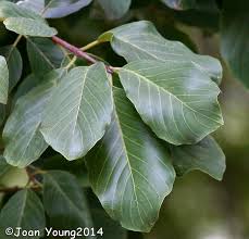 Image result for Berchemia discolor