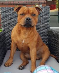 We Inherited One Of Those From Our Neighbour Once Used To Us He Was A Sweet Heart Staffy Dog Dogs Beautiful Dogs