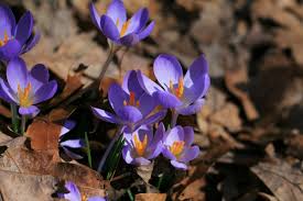 花のち晴れ〜花男 next season〜, sunshine after flowers — flower boys next season), is a japanese shōnen manga series written and illustrated by yoko kamio. James Madison University What S In Bloom March